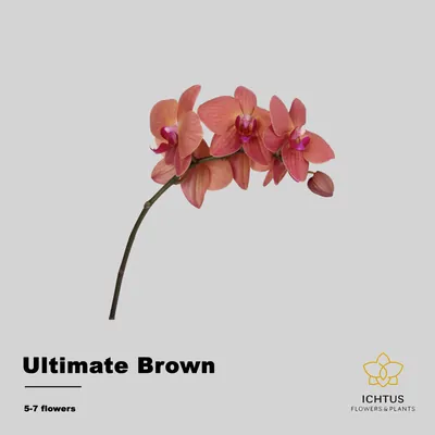 Phalaenopsis Ultimate Brown Per Stem 5-7