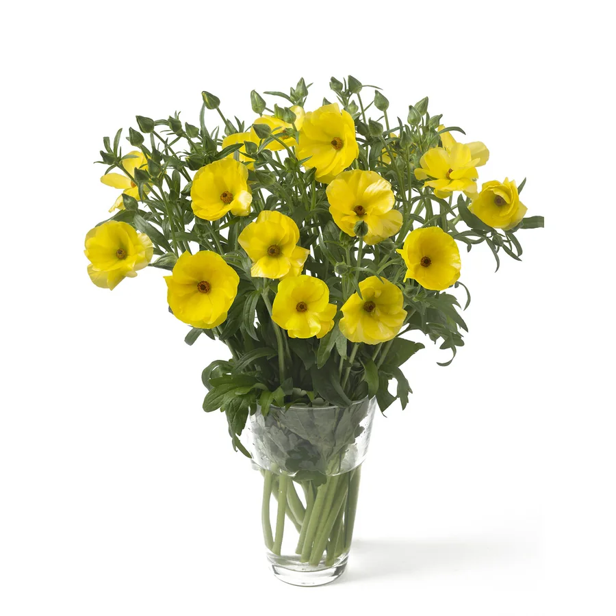 Ranunculus