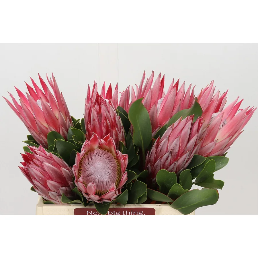 Protea