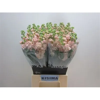 الماثيولا