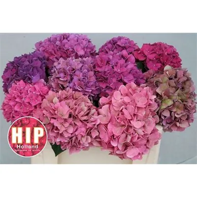 Hydrangea Rodeo Antique Pink