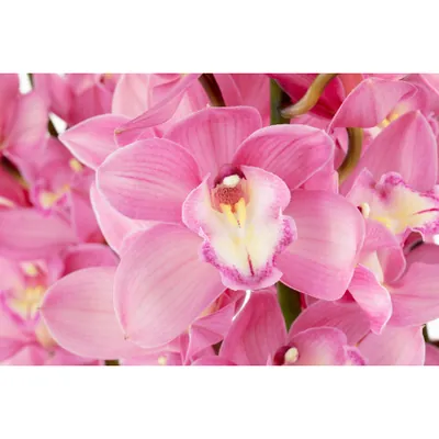 الأوركيد