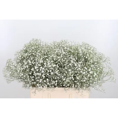 Gypsophila Xlence