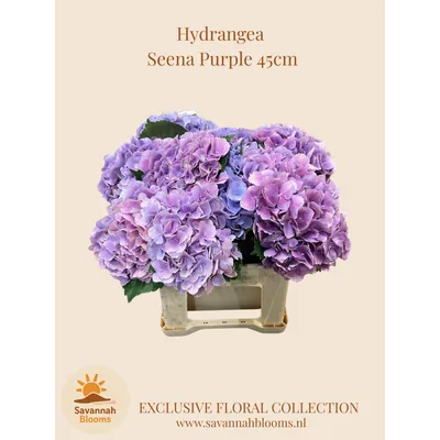 Hydrangea SEENA PURPLE