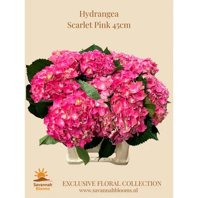 Hydrangea M SCARLET PINK