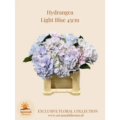 Hydrangea LiGHT BLUE