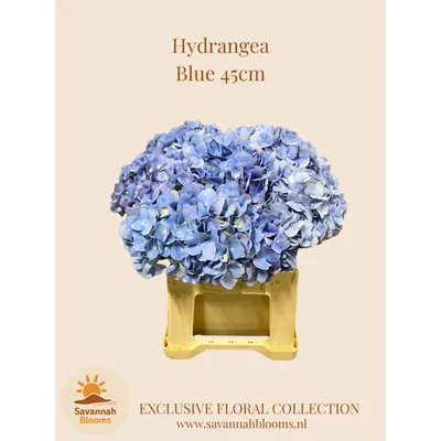 Hydrangea BLUE