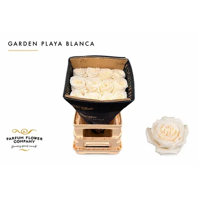 Rosa Garden Playa Blanca