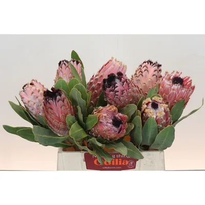 Protea Magnifica