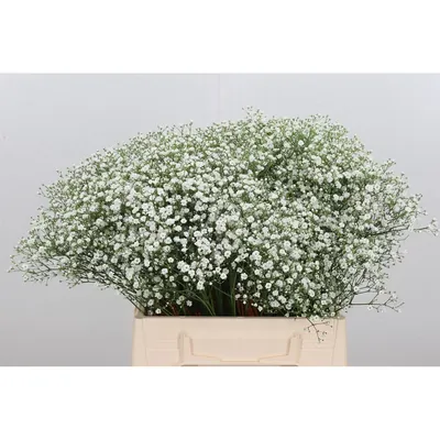 Gypsophila Zinzi Aboa