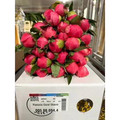 Peony Coral Charm