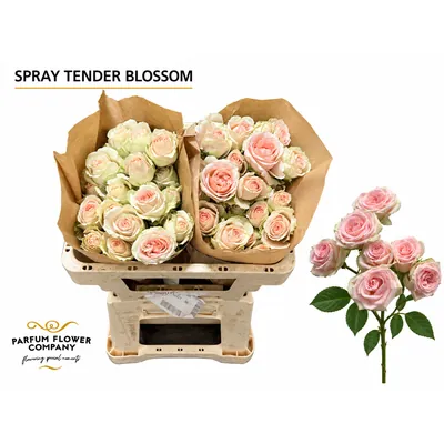 Rosa Spray Tender Blossom