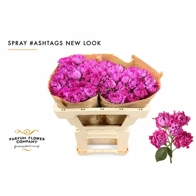 Rosa Spray Ashtags New Look