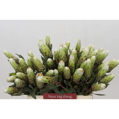 Protea Ayoba Little Lady White