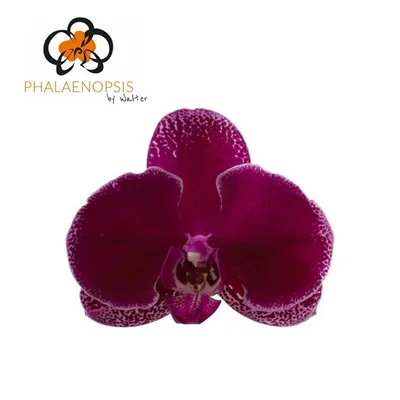 Phalaenopsis Lie De Vin 7-9