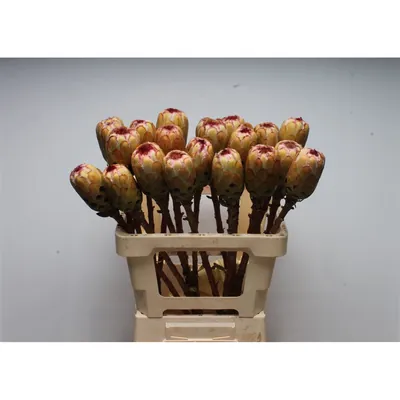 Protea Grandicolor No Leaves