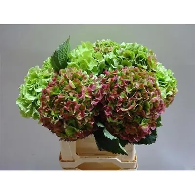 Hydrangea Verena Classic