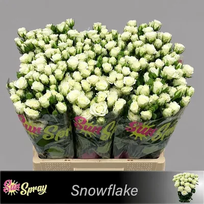 Rosa Spray Snowflake