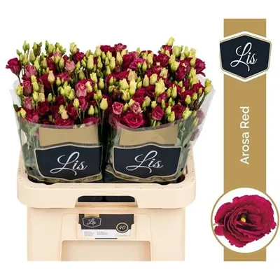 Lisianthus G Arosa Red-cerise