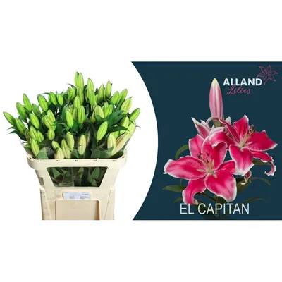 Lily Ot El Capitan