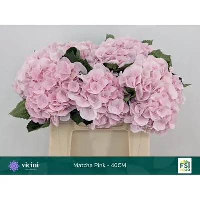 Hydrangea Matcha Pink - 40cm