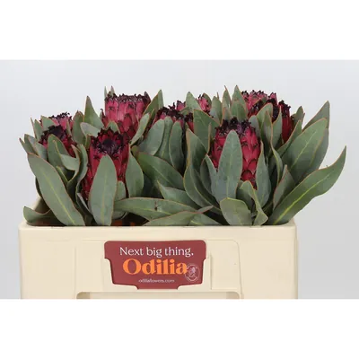 Protea Barbigera Ruby Princess Air