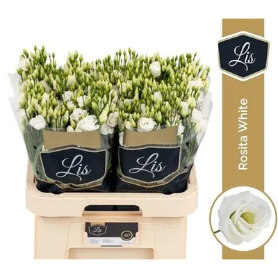 Lisianthus G Rosita White