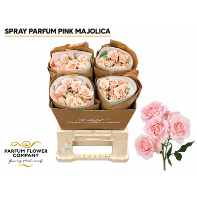 Rosa Spray Parfum Pink Majolica