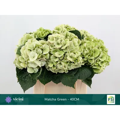 Hydrangea Matcha Green - 40cm