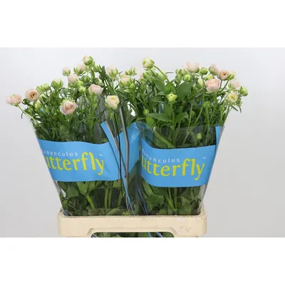 Ranunculus Butterfly Ariadne