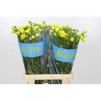 Ranunculus Butterfly Phytalos