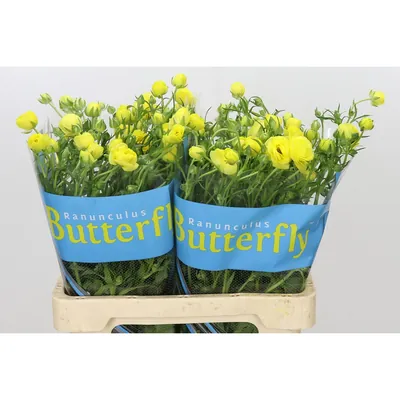 Ranunculus Butterfly Phytalos