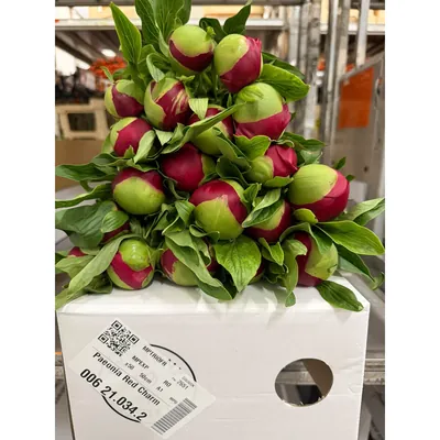 Peony Red Charm