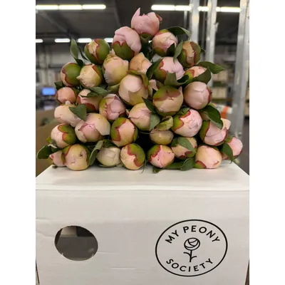 Peony Alertie