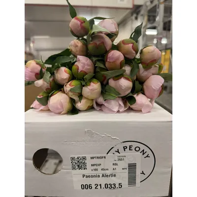 Peony Alertie