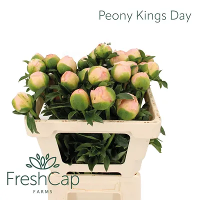 Peony Kings Day