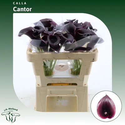 Calla Cantor