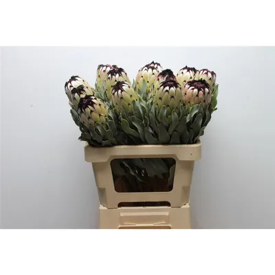 Protea Barb Niobe Large