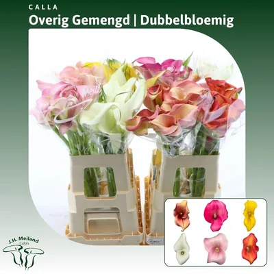 Calla Mixed In Fust Dubbelbloemig