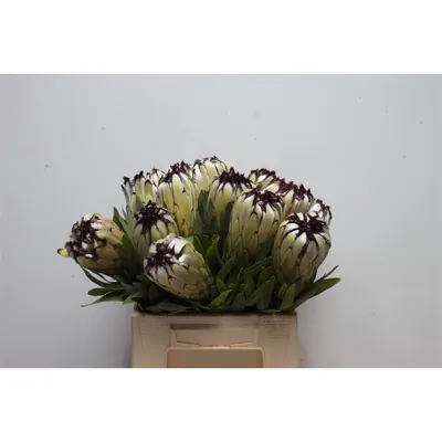 Protea Moonshine