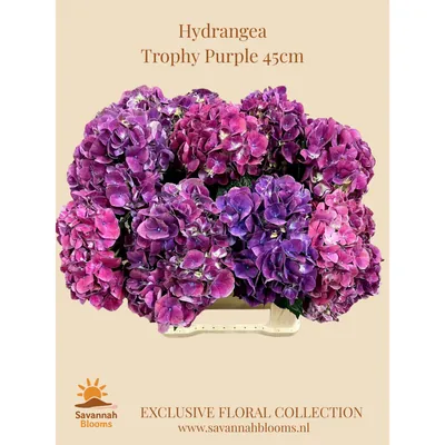 Hydrangea M MAG TROPHY PURPLE