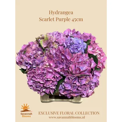 Hydrangea M SCARLET PURPLE