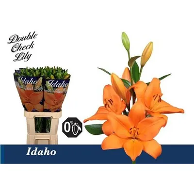 Lily La Idaho