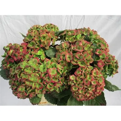 Hydrangea Amethyst Classic