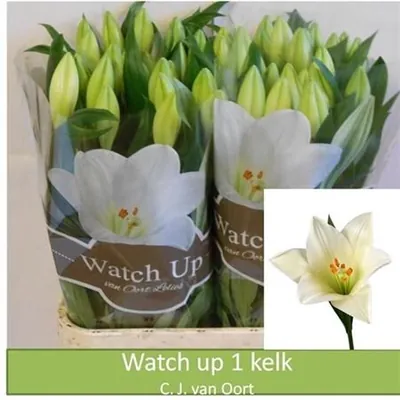 Lily Lf Watch Up 1 Pitt Van Oort