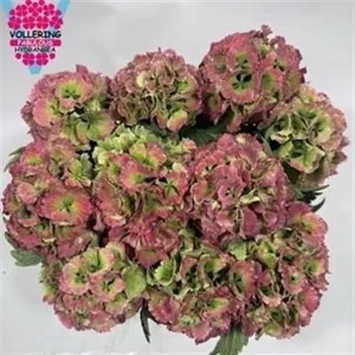 Hydrangea Lolly Pop Classic