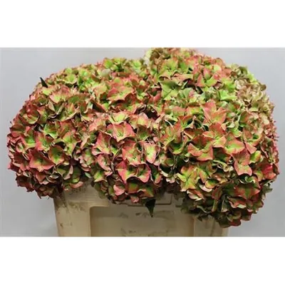 Hydrangea Rodeo Classic Gr-red
