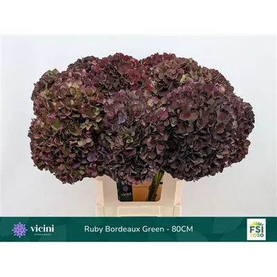 Hydrangea Rubyred Antique