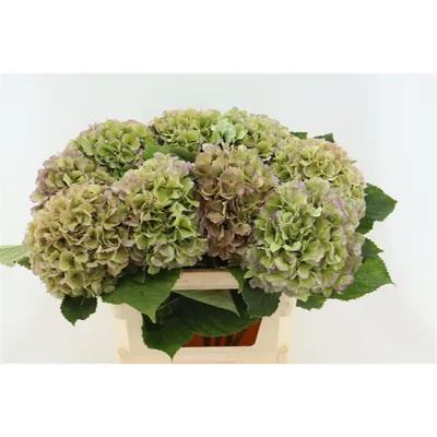 Hydrangea Verena Classic Dark