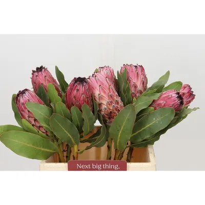 Protea Barbigera Early Mountain Queen
